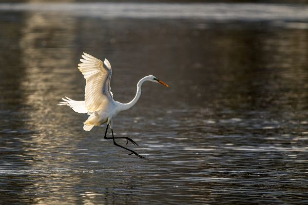 Blue Heron